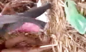 স্বামী ও স্ত্রী, পোঁ ...