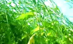 যৌন্য উত্তেজক বাংলাদ ...